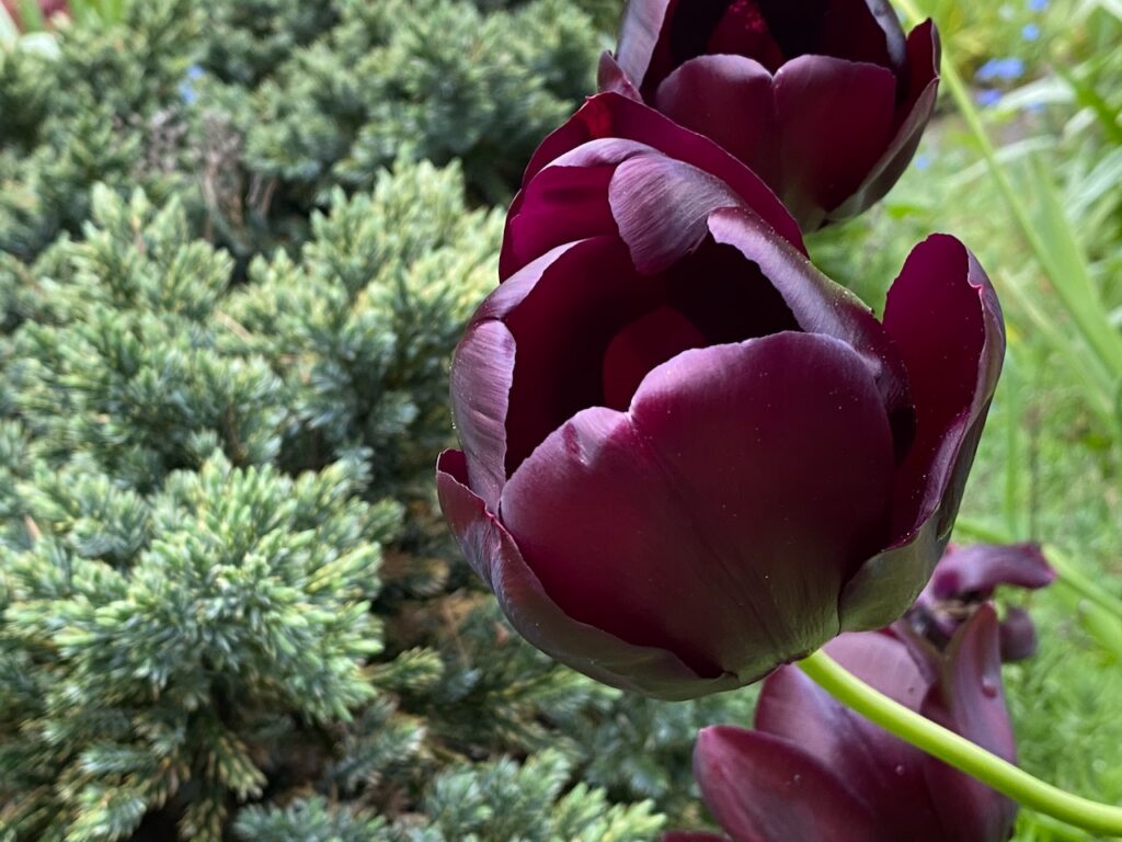 Tulip 'Queen of the Night' in the Xeriscape Garden, photo by Geoff Puryear
