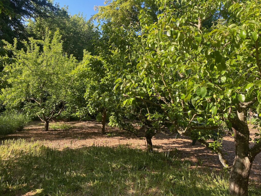 The Orchard late Spring 2024