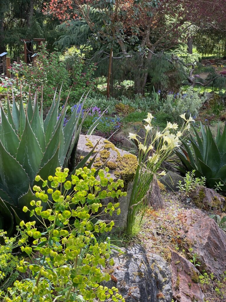 The Xeriscape rockery featuring Gladiolus tristis in bloom, photo by Geoff Puryear