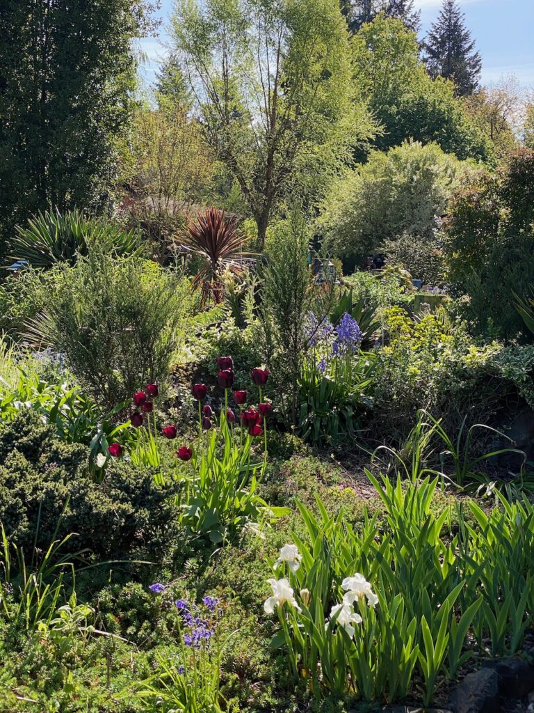 The Xeriscape in spring with Tulip 'Queen of the Night' and other spring flowers, photo by Geoff Puryear