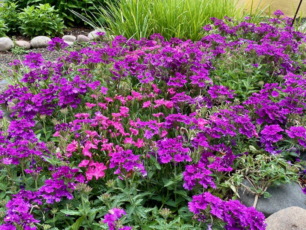 Verbena and Dianthus in the gravel garden of the Butterfly Garden
