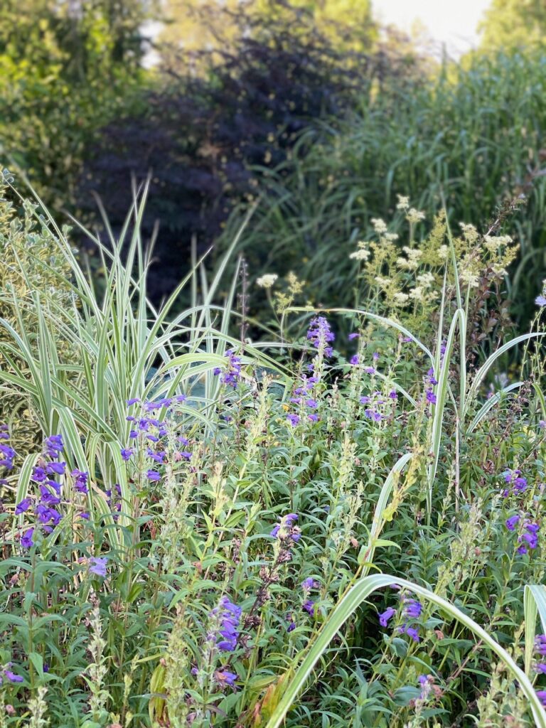 The lower Xeriscape Garden featuring Penstemon 'Sour Grapes' and Miscanthus 'Cosmopolitan', photo by Geoff Puryear