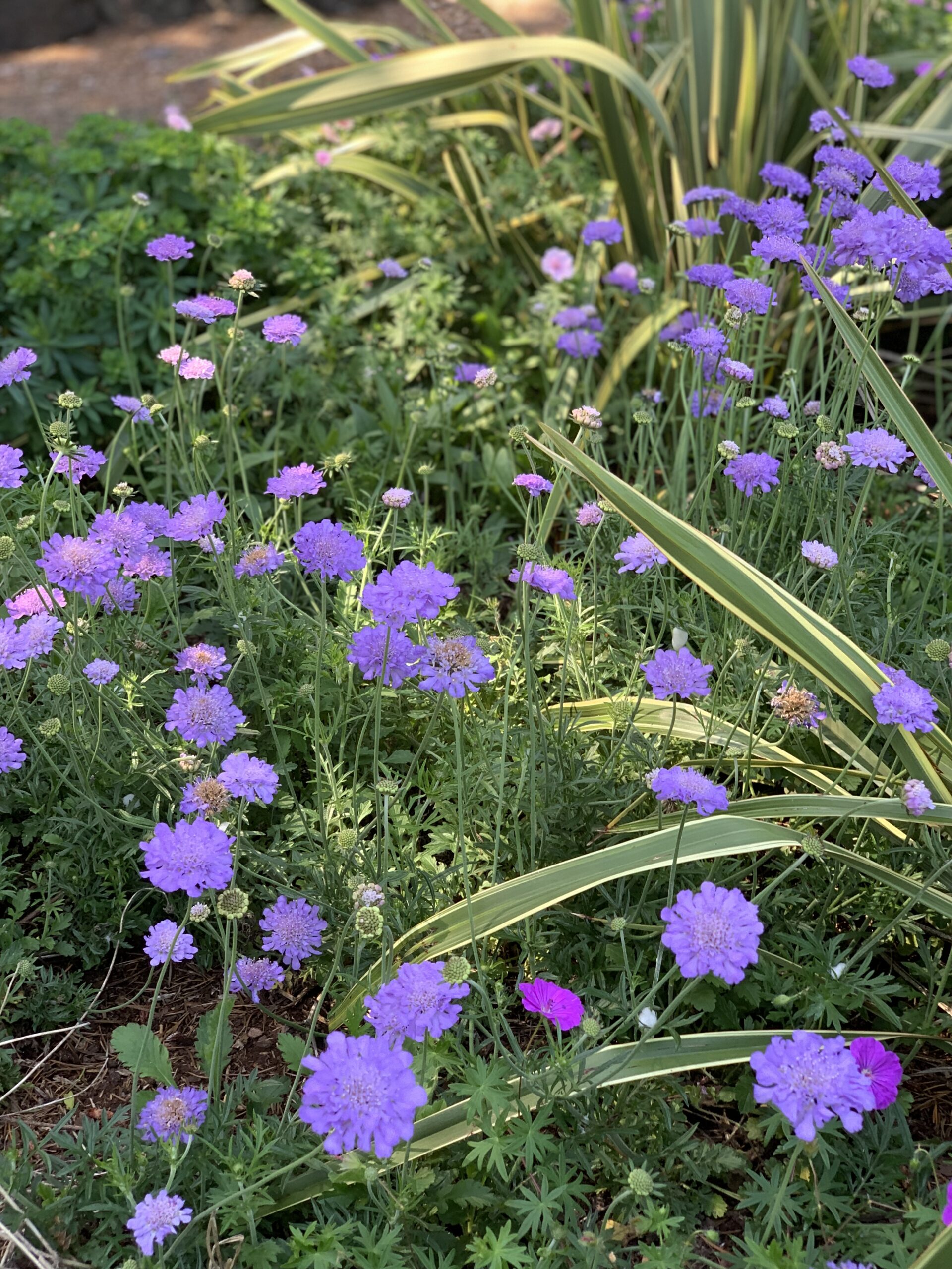 Scabiosa in the Discovery Garden, photo by Geoff Puryear
