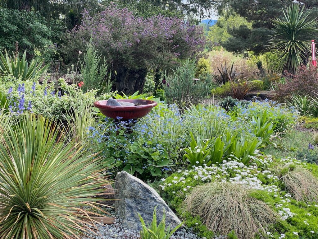 The upper section of the Xeriscape Garden in mid-spring. The bird bath is the only thing that receives water during the dry season. Rocks are used to give standing room for birds to safely bathe. Photo by Geoff Puryear