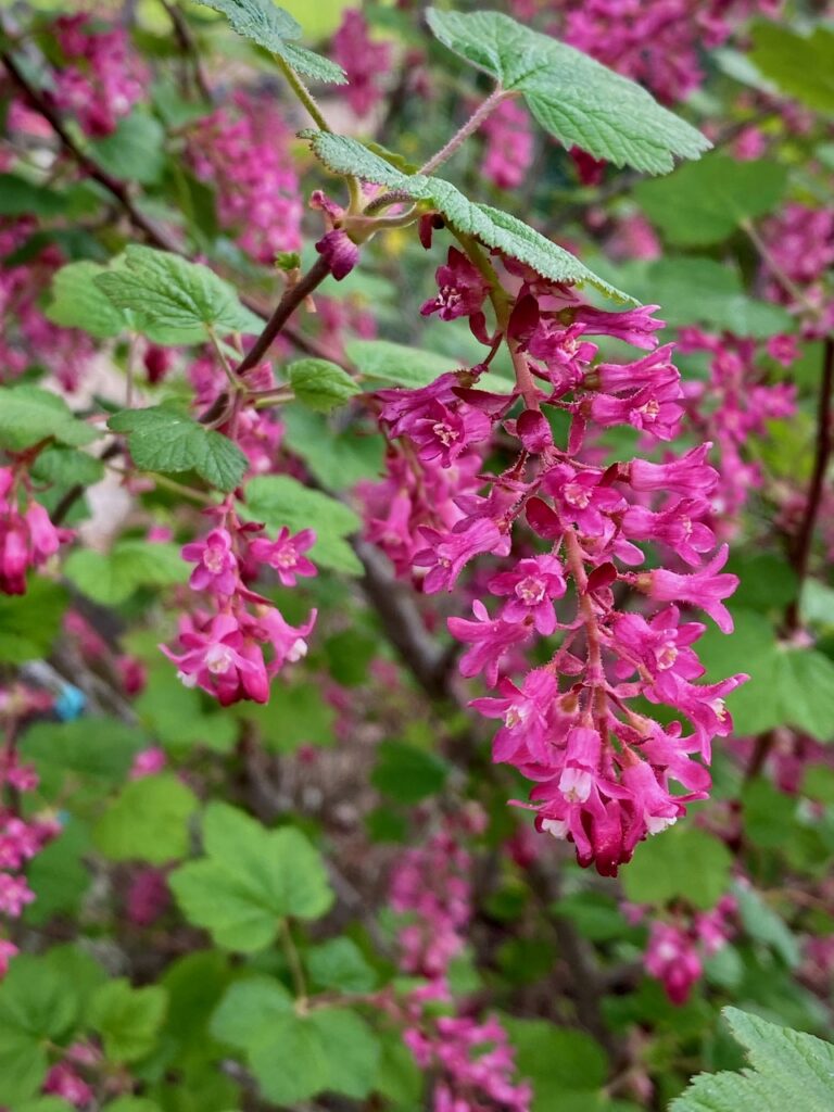 Red Flowering Currant, photo by Geoff Puryear