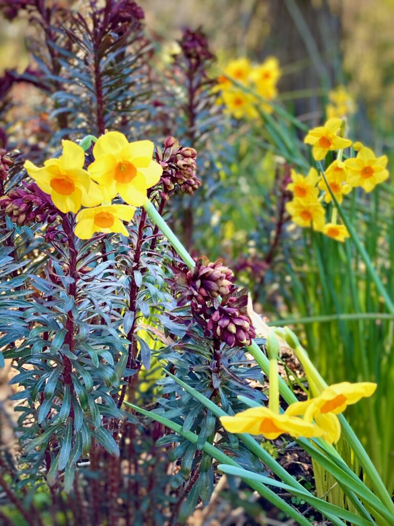 Jonquil Narcissus and Euphorbia 'Blackbird', photo by Geoff Puryear