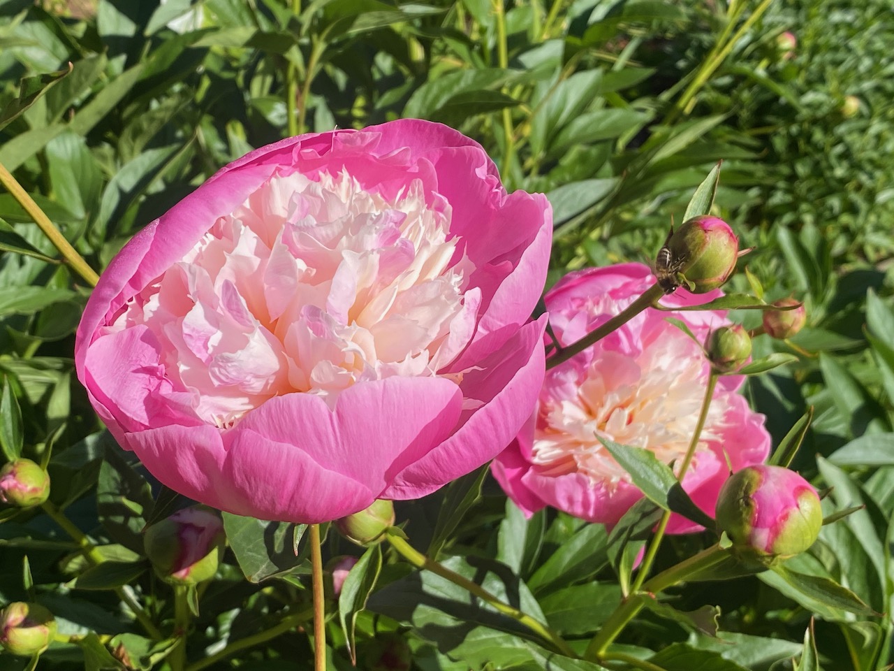 Peonie in the Iris Bed, photo by Geoff Puryear