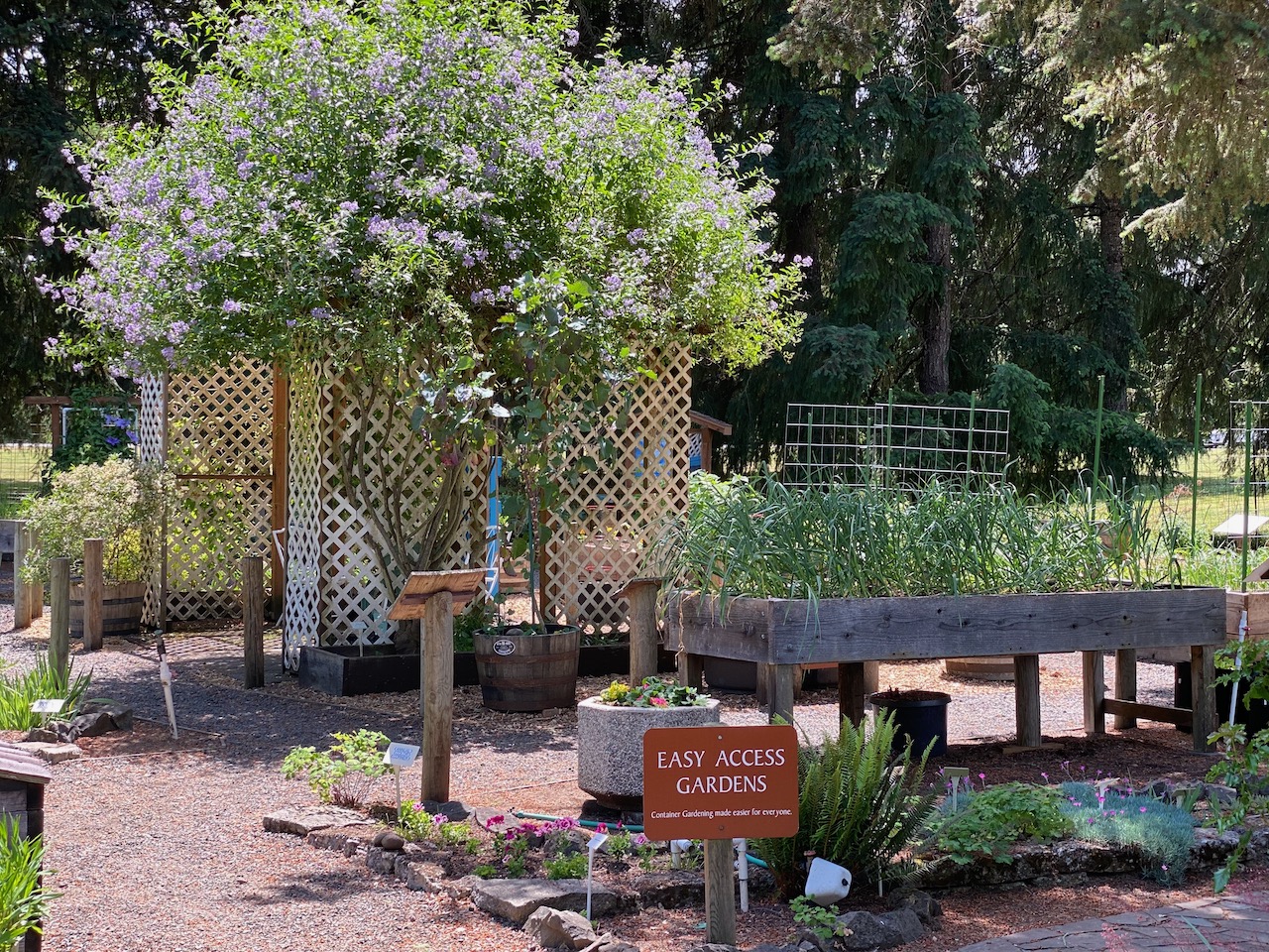 Easy Access Garden in late spring 2024, photo by Geoff Puryear