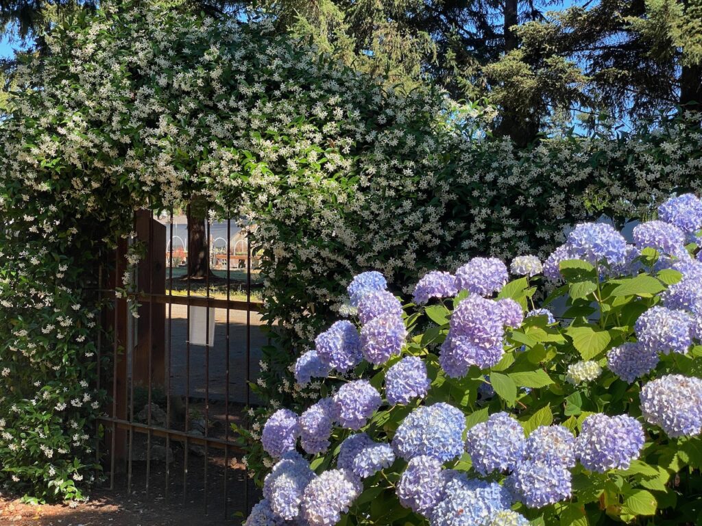 Entry garden gate with jasmine and  blue hydrangea, photo by Geoff Puryear