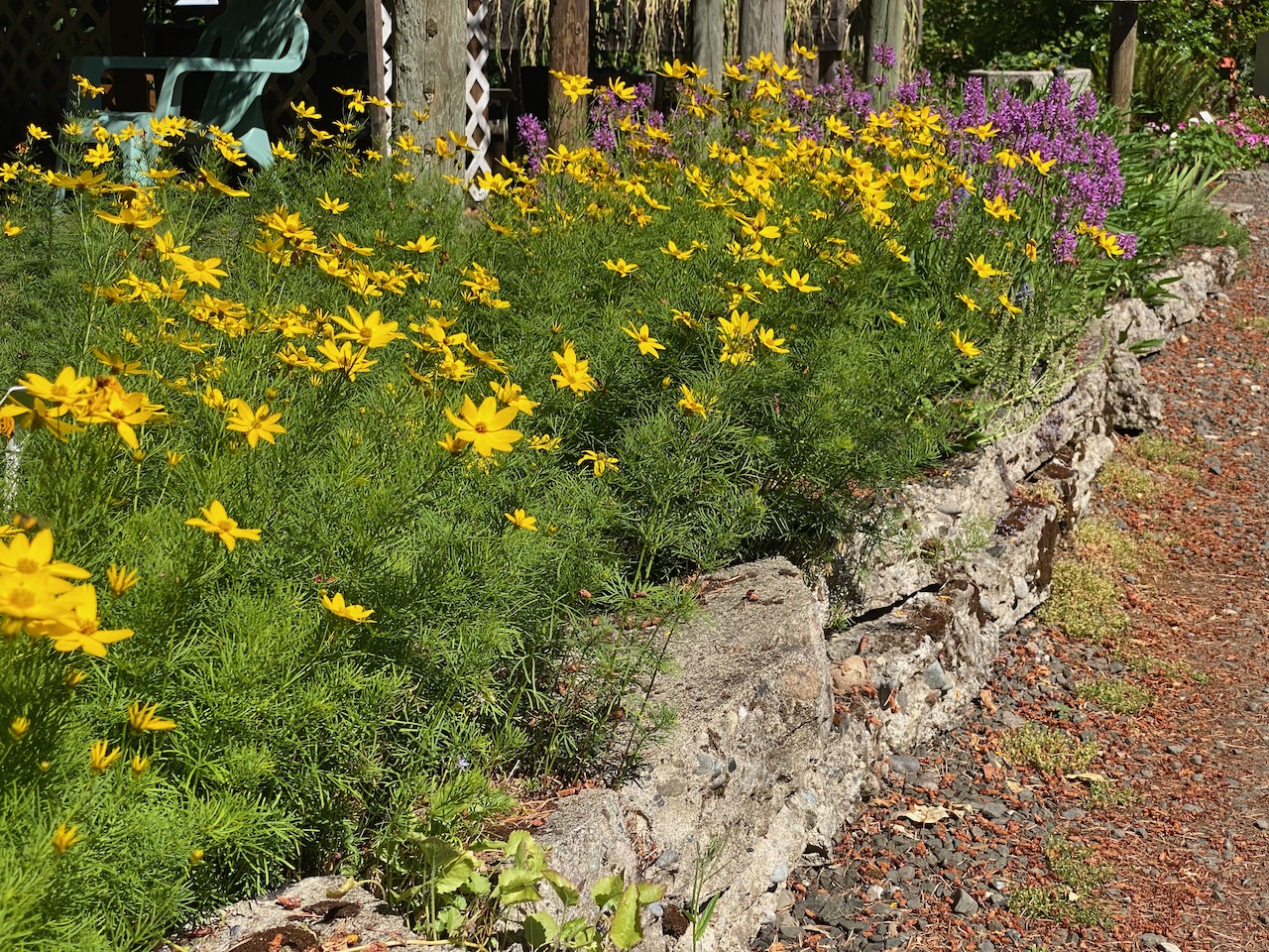 Coreopsis 'Zagreb' in the Perennial Border, photo by Geoff Puryear