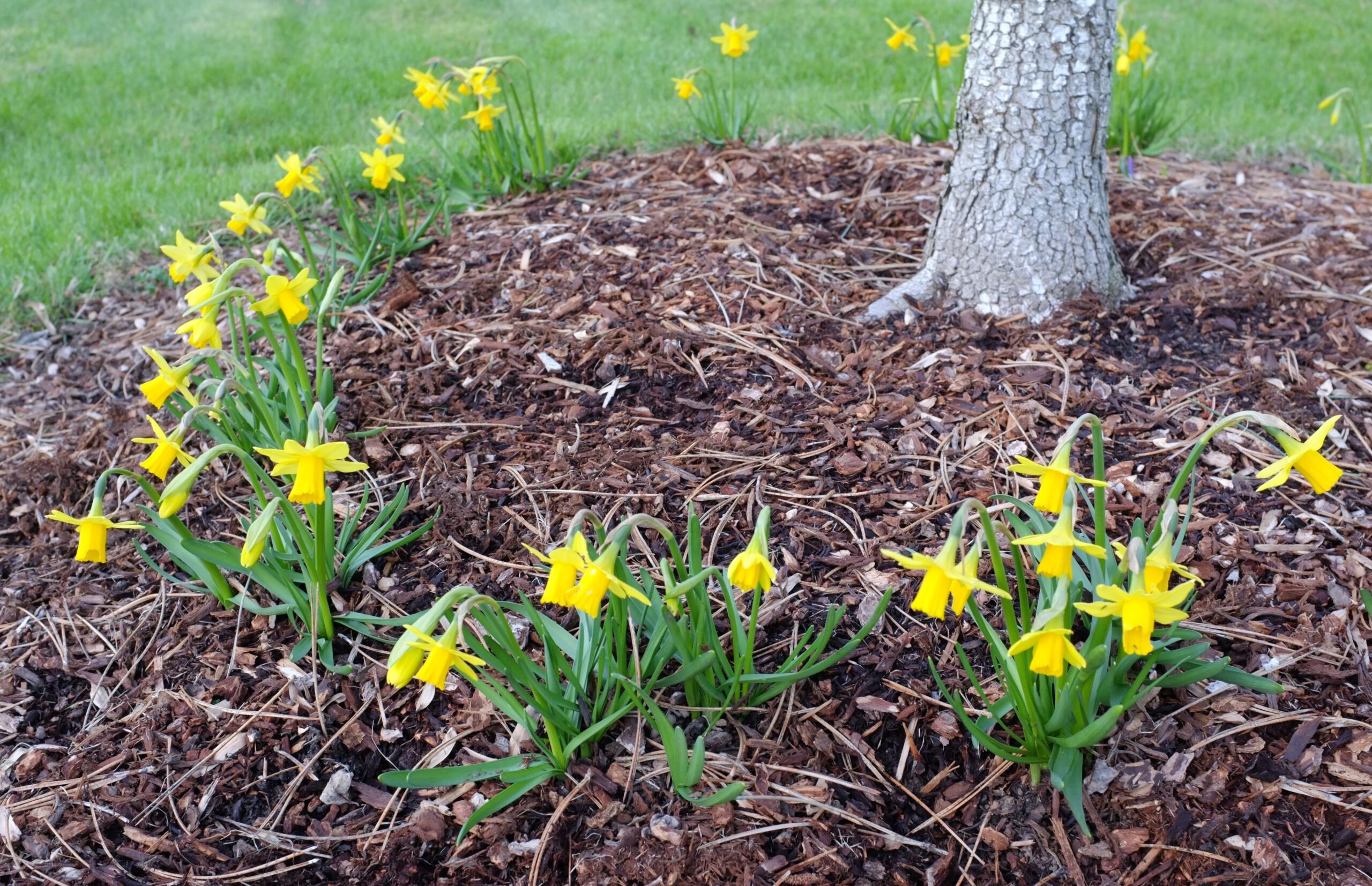 Ask A Master Gardener: Spring Bulb