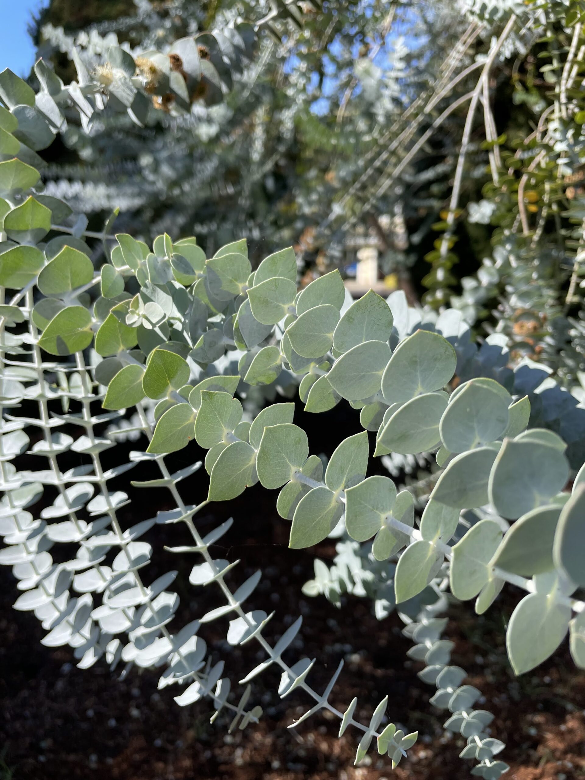 Ask A Master Gardener – Eucalyptus