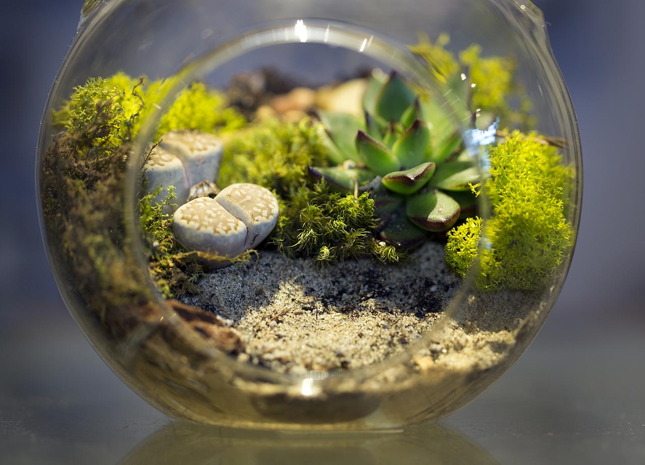 Ask A Master Gardener – Terrariums