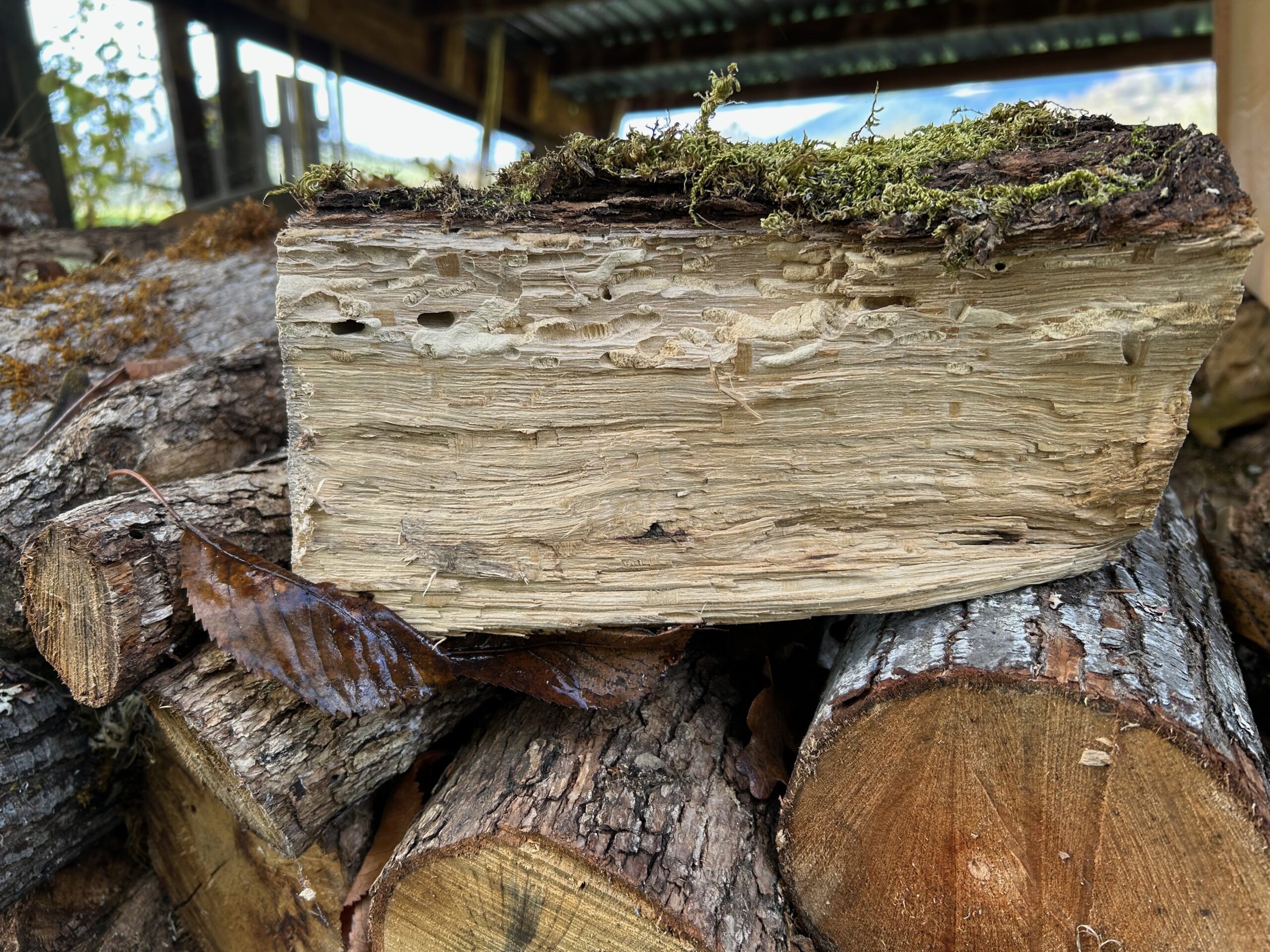 Ask A Master Gardener – Firewood Pests