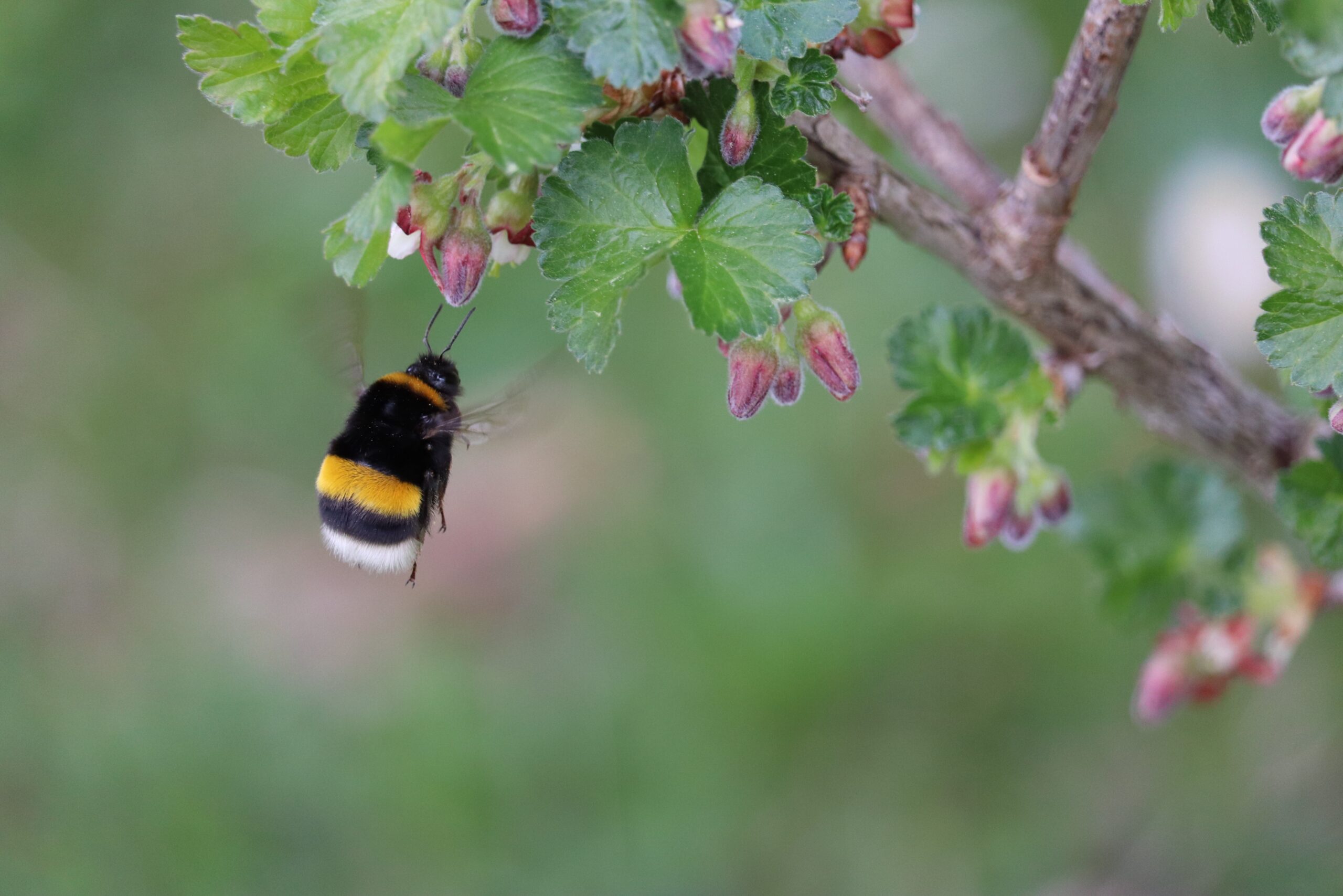 Ask A Master Gardener – Winter Habitat for Pollinators