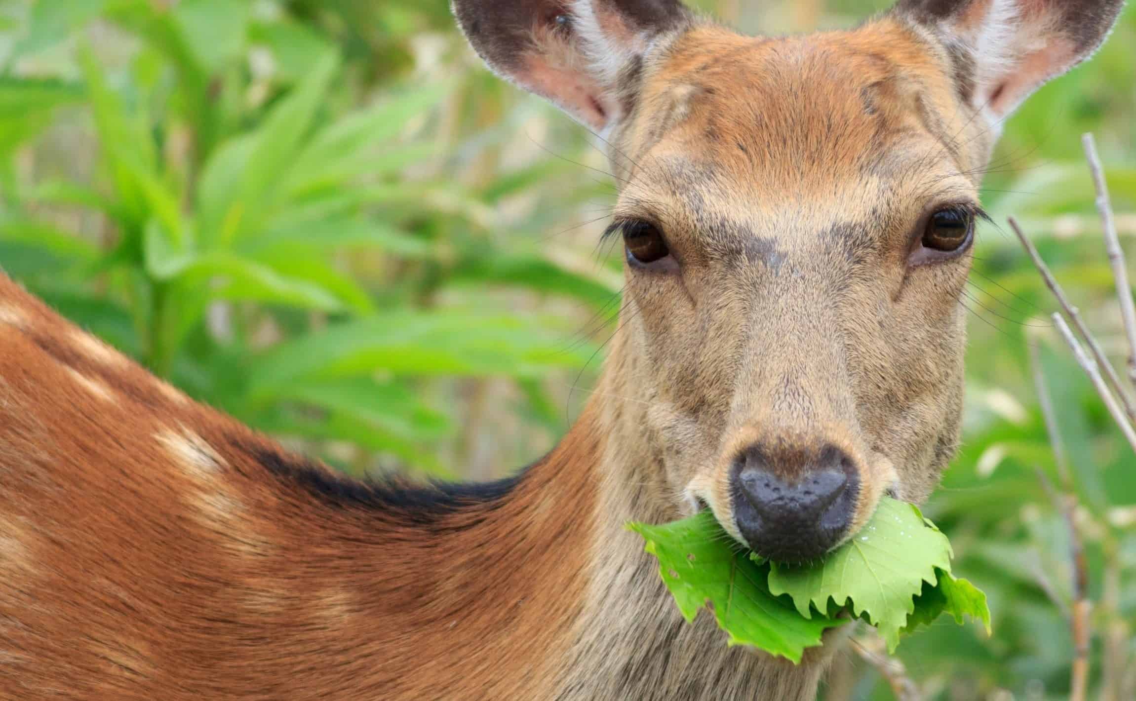 Ask A Master Gardener – Deer Resistant Ornamentals