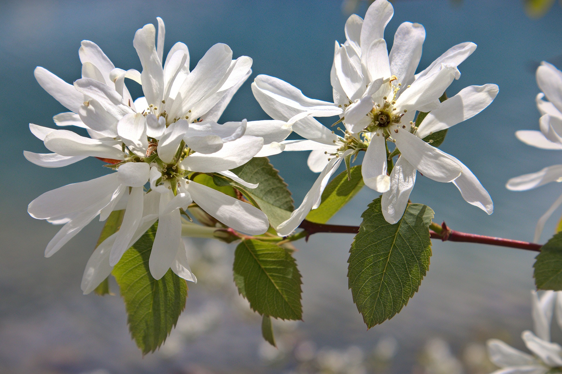 Ask a Master Gardener – Serviceberry