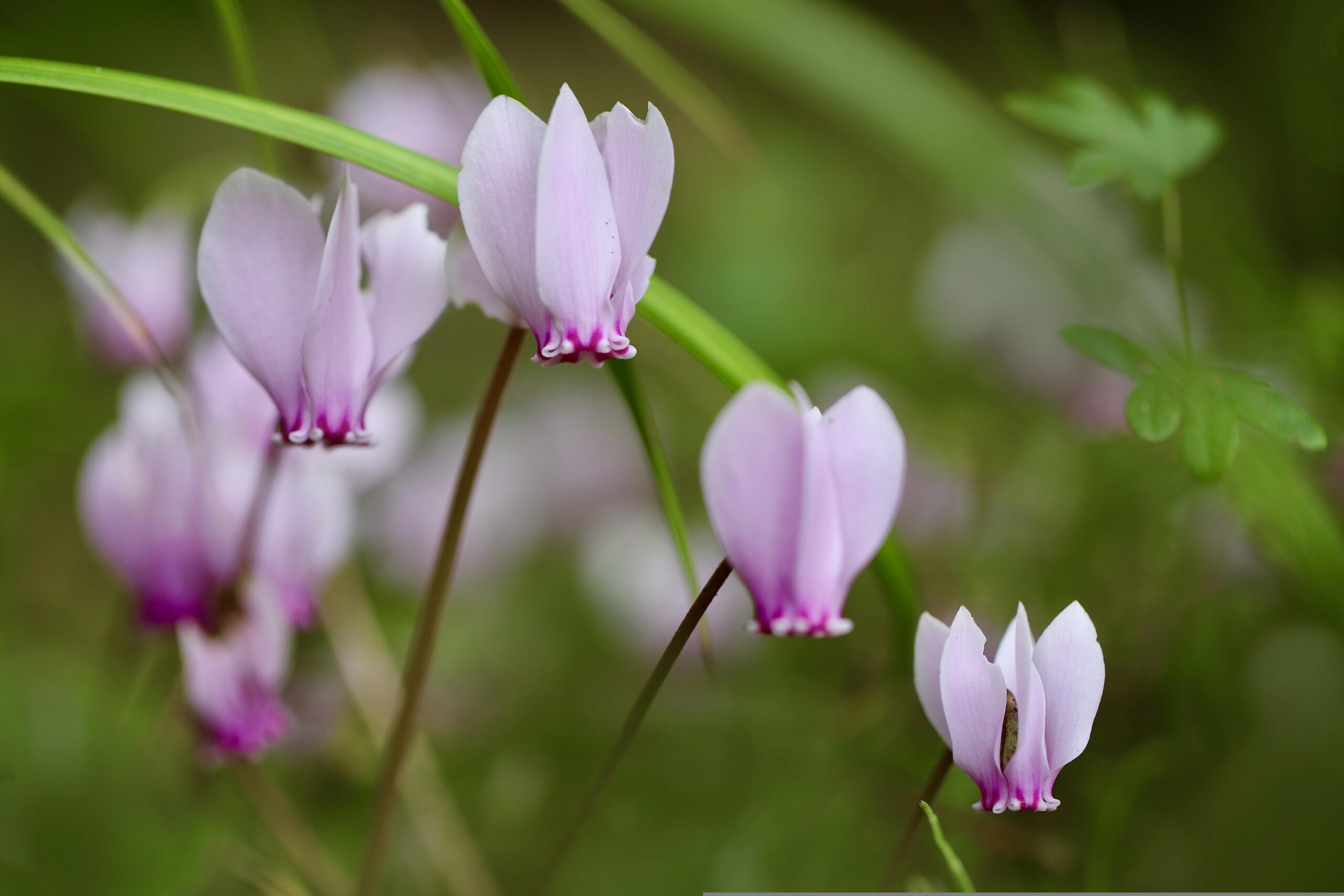 Ask A Master Gardener – Cyclamen