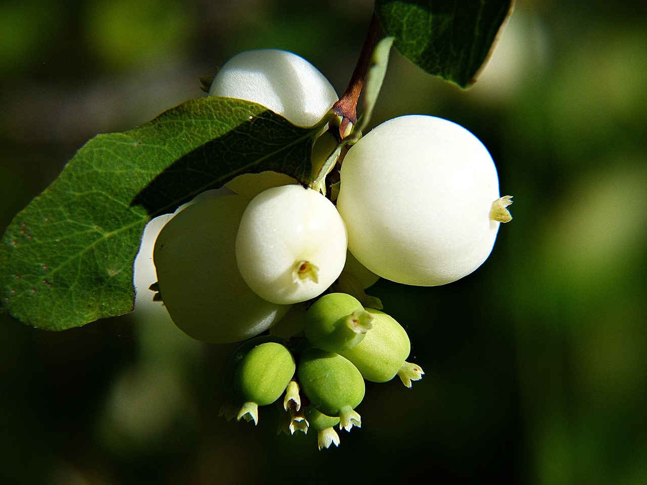 Ask A Master Gardener – Snowberries