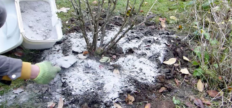 Ask A Master Gardener – Wood Ash