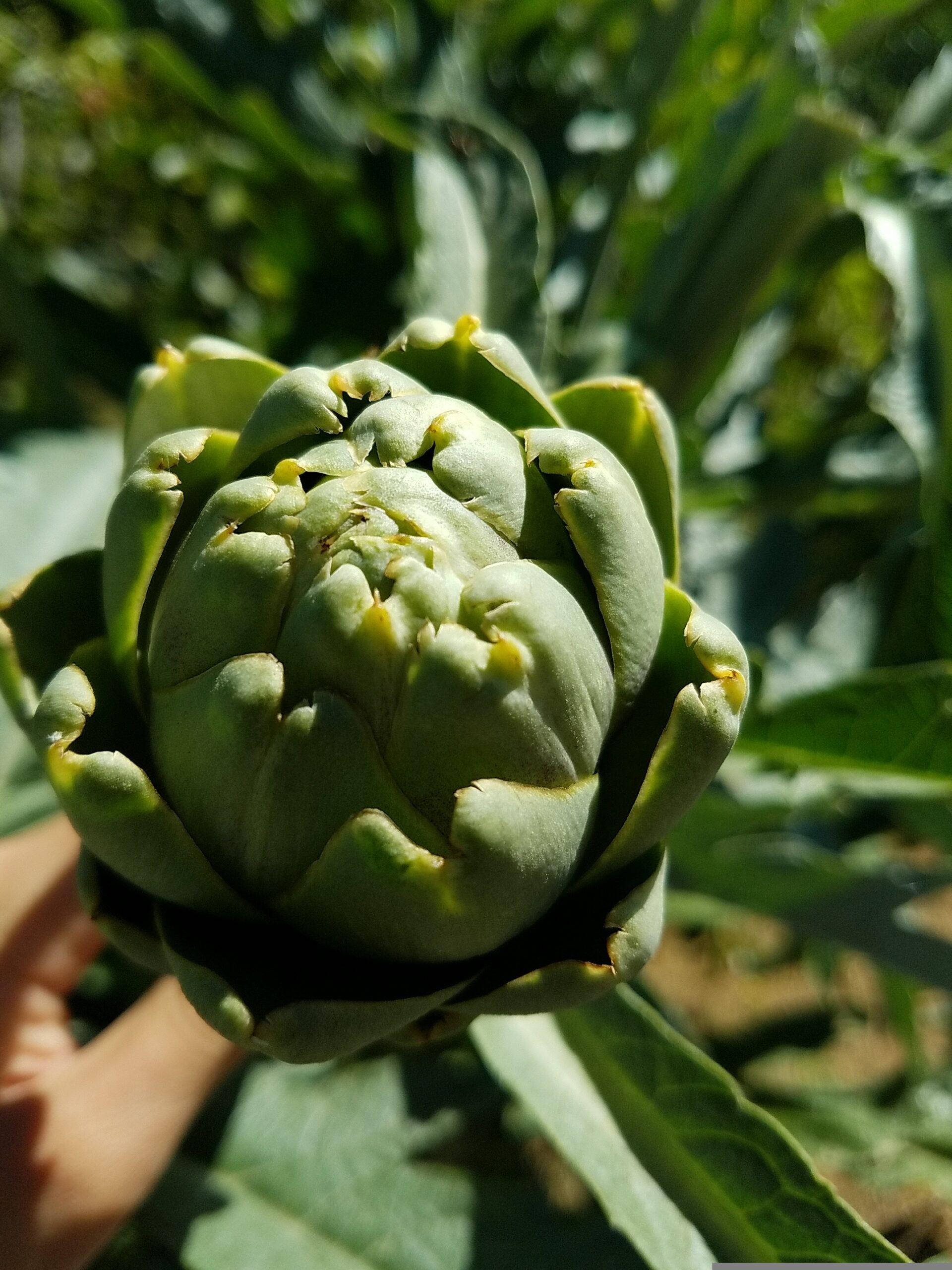 Ask A Master Gardener – Artichokes