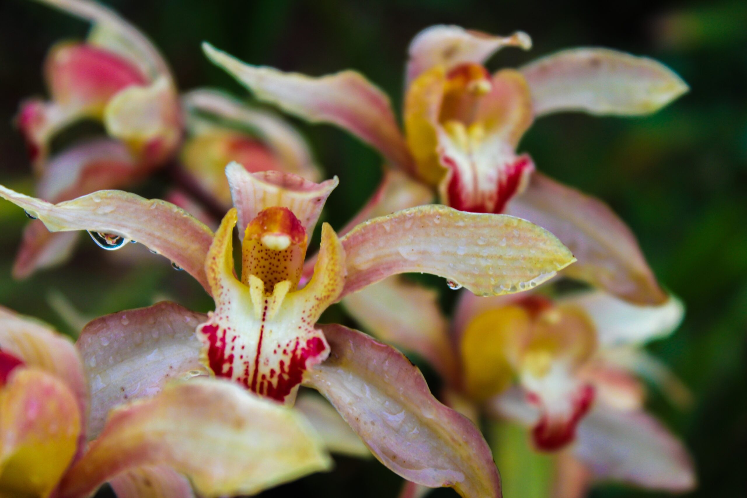 Ask A Master Gardener – Cymbidium Orchids