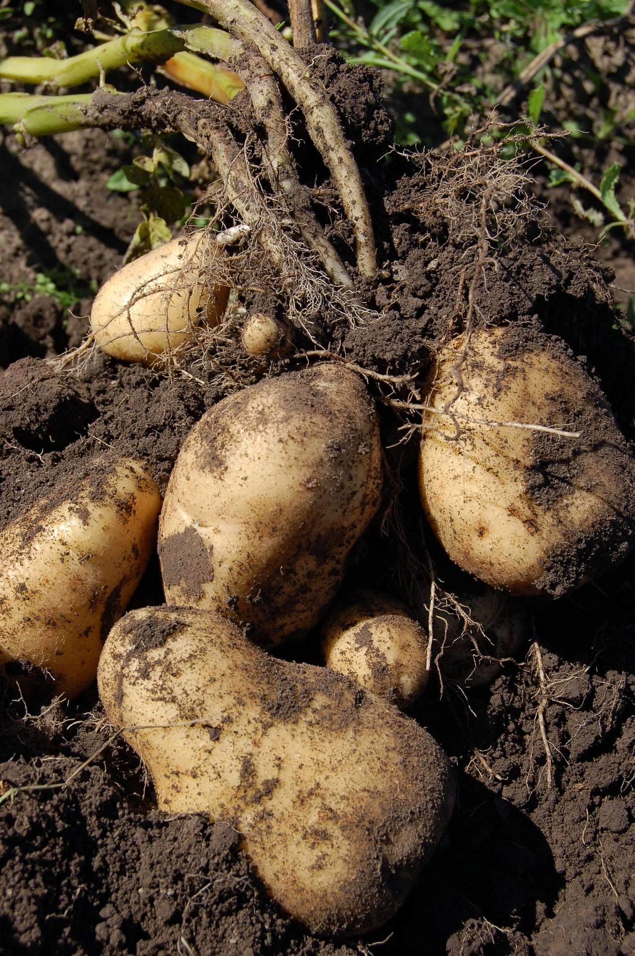 Ask A Master Gardener – Growing Potatoes