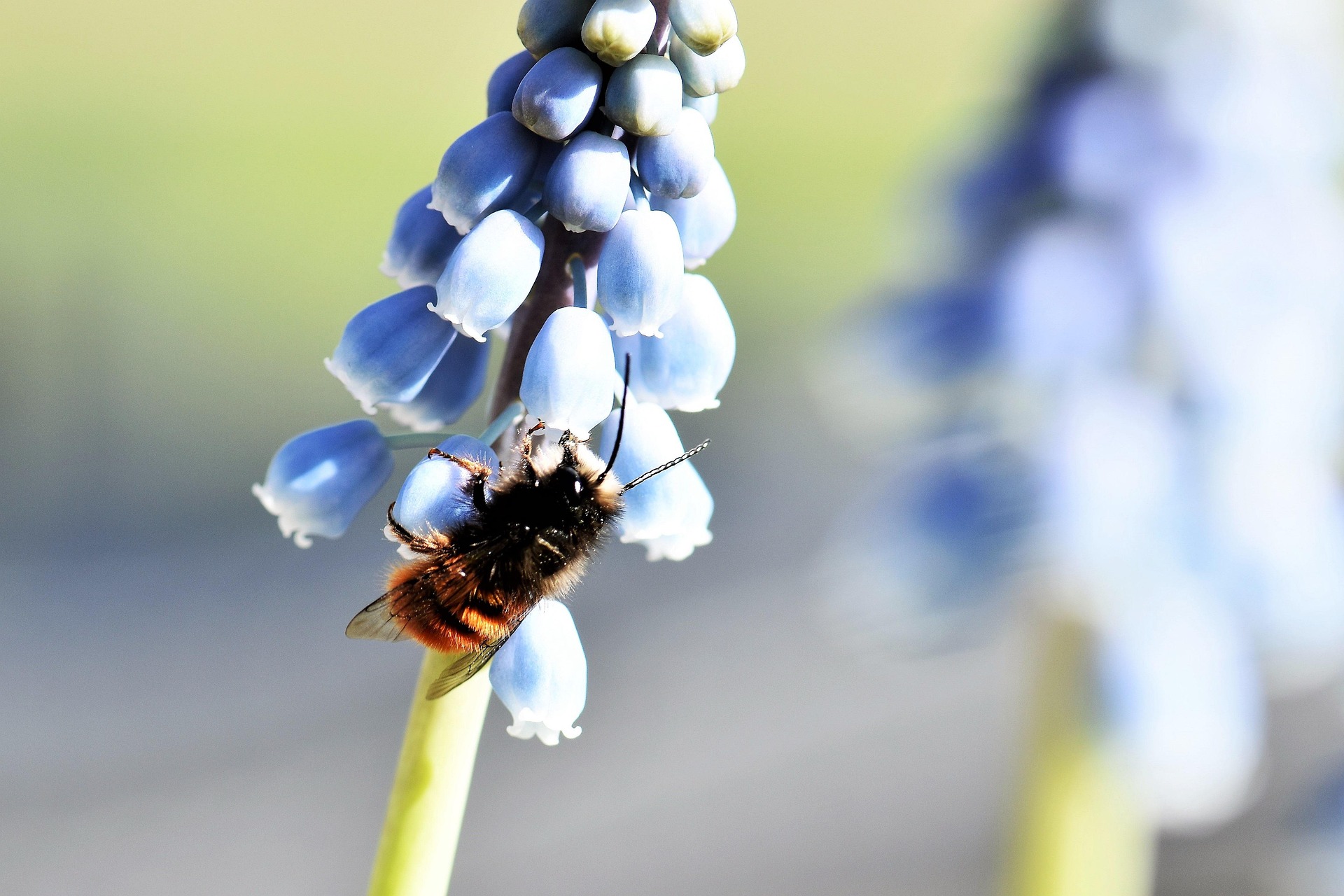 Ask a Master Gardener – Pollinator Gardens