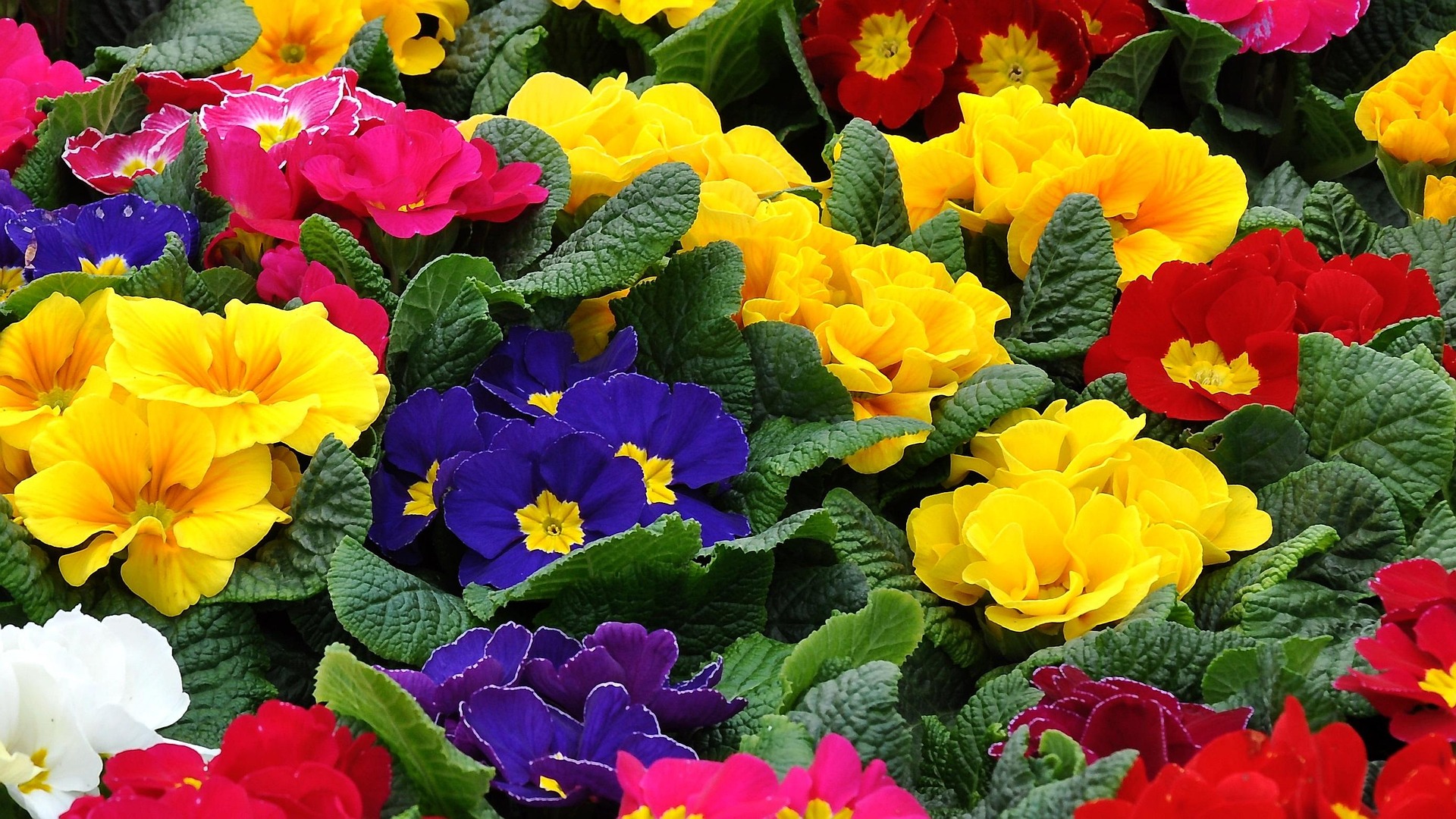 Ask A Master Gardener – Primroses